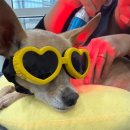 윤은채 재활 한방 동물병원 이미지