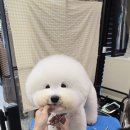 이로애견미용실 이미지