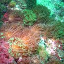 제주연안 연산호 군락지 이미지