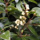 월계수한의원 이미지