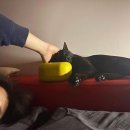 도그바라기 이미지