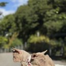 J&L 희귀모색 프렌치불독 이미지