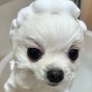 살롱 꼬미'S 이미지