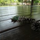 운천초병설유치원 이미지