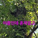 토봉 이미지