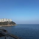 앨리스애견호텔, 용품 | 강원도 애견동반 5성급 호텔 '카시아 속초' 후기 | 객실, 체크인, 조식