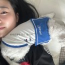 해피니스화장품 | 여름쿨톤 뮤트 블러셔 추천 피브 해피니스 컬러 세럼 블러셔 후기