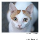책고양이 | 고양이 책 후기: 전지적 고양이 시점, 고양이, 모두 늙어서 죽었으면 좋겠다