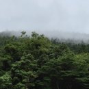 [제주/트레킹] 한남사려니오름숲 명품숲길 아기랑 걷기(예약방법)