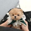 인천 강아지분양 고양이분양 미유펫 이미지