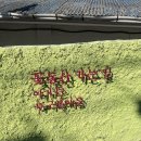 완산-124 | 전주 여행 4월 철쭉 겹벚꽃의 천국 완산칠봉꽃동산 완산공원 실시간 개화 상황 후기🌸