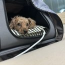 명지 수동물병원 이미지