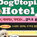 도그유토피아 이미지