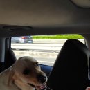 로이펫택시 이미지