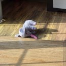 삼일약국 | 액상알부민 직접 마셔본 후기 만성피로 마시는활력영양제