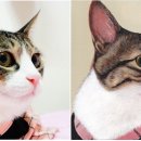 꼬동이네 이미지