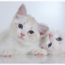 24시 나음동물의료센터 이미지