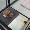 봉순두부 이미지