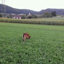 애견&만들기 이미지