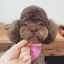 또오개