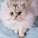 우주냥스타 이미지