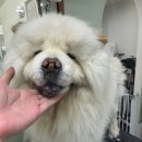 블루밍 펫 살롱 이미지