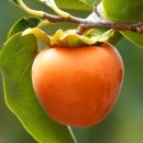 대성농원 | 대봉 감나무 묘목 가격 완벽 총정리 5분 만에 확인