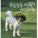 영광유치원 | 천안 우당탕탕 사고뭉치 애견유치원 9개월 등원 후기