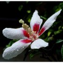 안동무궁화 이미지