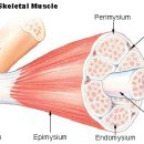 Passive muscle stiffness may be influenced by active contractility of intramuscular connective tissue 이미지