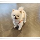 라인하트 애견호텔 유치원 네이버블로그