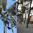 바다와소나무 펜션 이미지