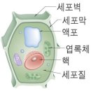 홍삼의효능 이미지