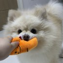 봄이 아빠의 댕댕이 간식 | [디팡] 러그매트XL 시크크리미 , 실사용 한달 후기 !