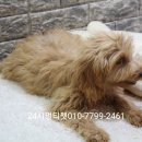 디자인독 이미지