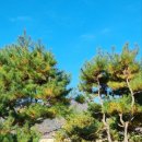 성실조경