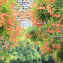 부천중앙공원 이미지