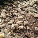 오가네농장 이미지