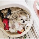 베이비몽 강아지분양 인천청라점 이미지