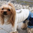 도거(DOGGER)