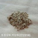 키상추 씨앗에서 밥상까지 이미지