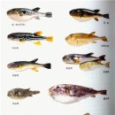 해금강복어 이미지