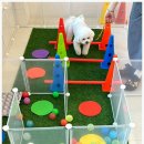 부산애견 이미지