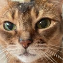 브랜드 덕후를 만드는 브랜드 커뮤니케이션 | 브랜드 팬덤, 팬과 팬을 연결하라