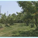 금지면 금평마을 이미지