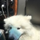 (주)에듀펫 이미지