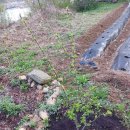 금문농장2 이미지