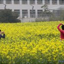 유채꽃향기처럼 이미지