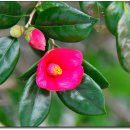 거제갈곶 이미지