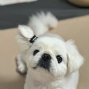 강아지미장원 이미지